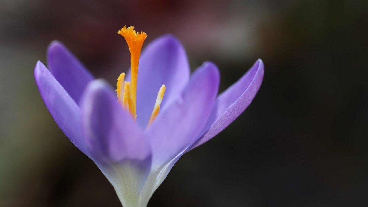 que es el pistilo de una flor