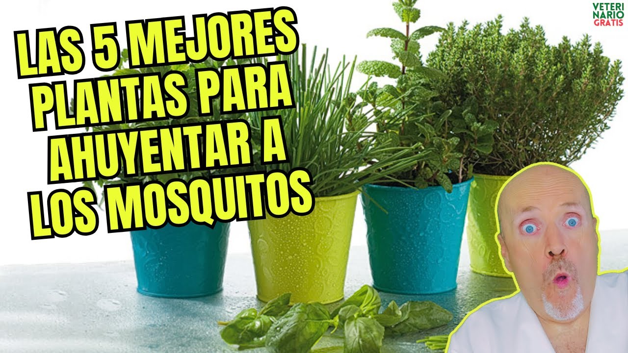 que planta ahuyenta a los mosquitos
