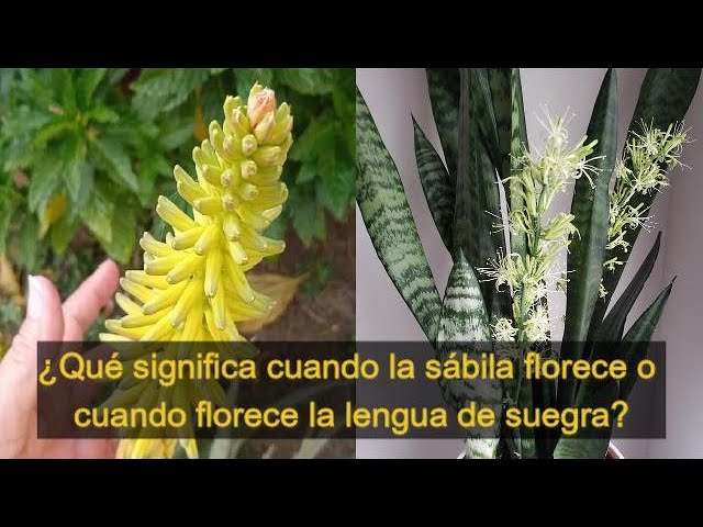 que significa cuando florece el aloe vera