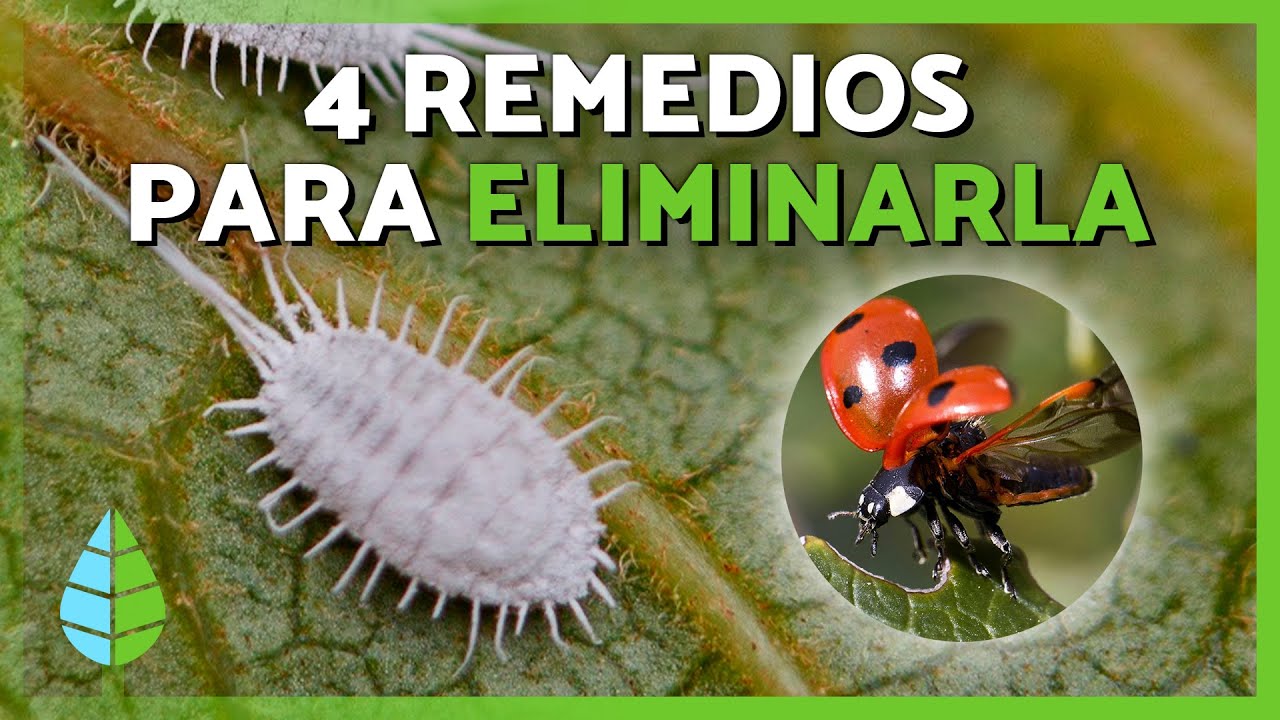 remedios caseros para la cochinilla algodonosa