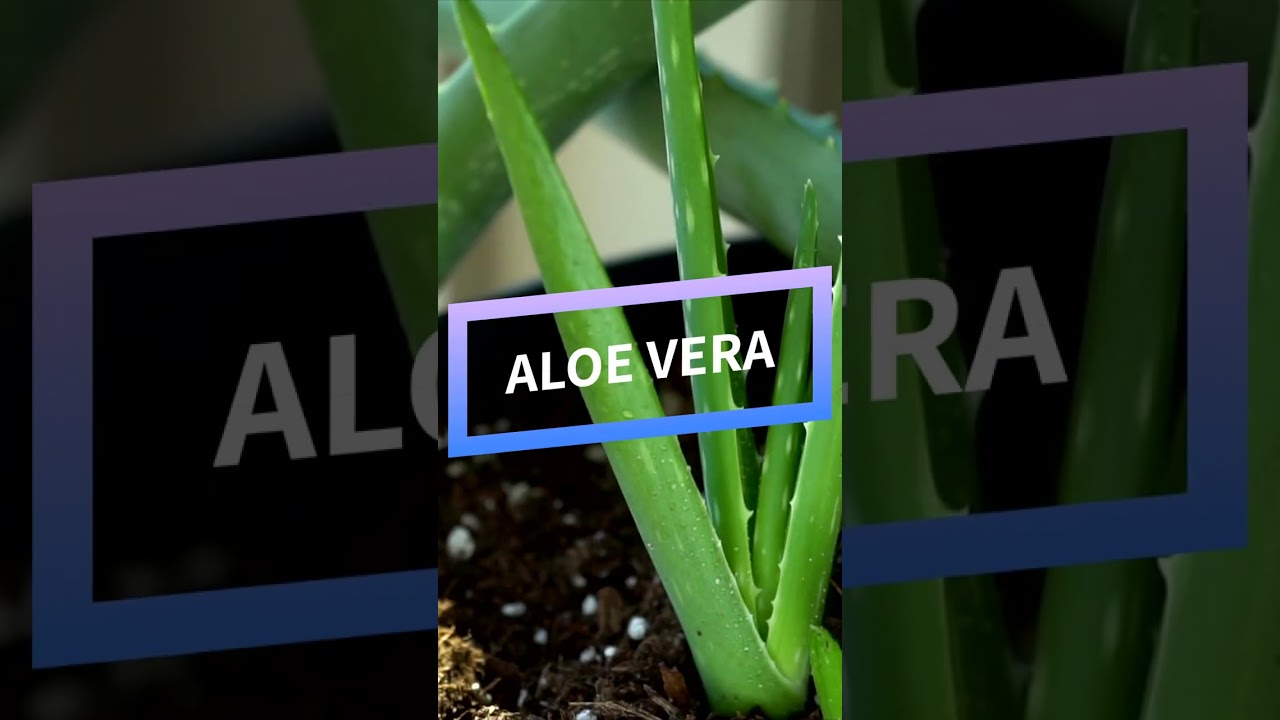 se puede poner aloe vera en una herida abierta