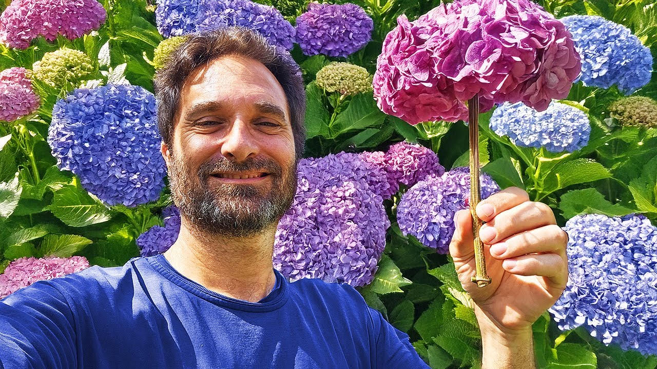 se pueden podar las hortensias en verano