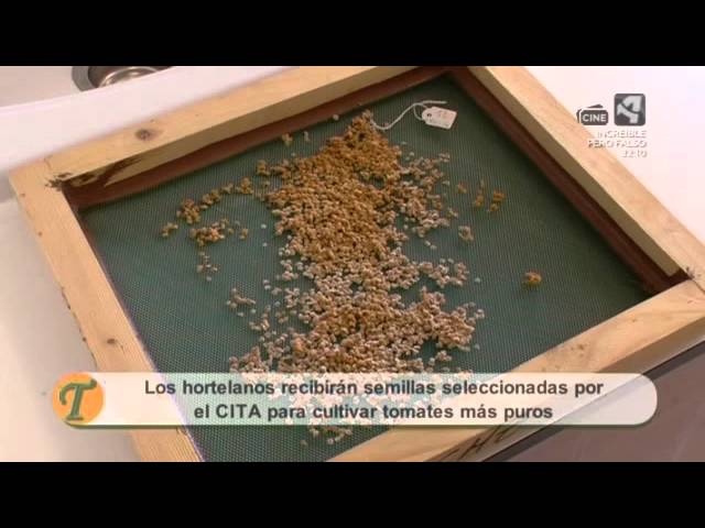 semillas de tomates rosa de barbastro