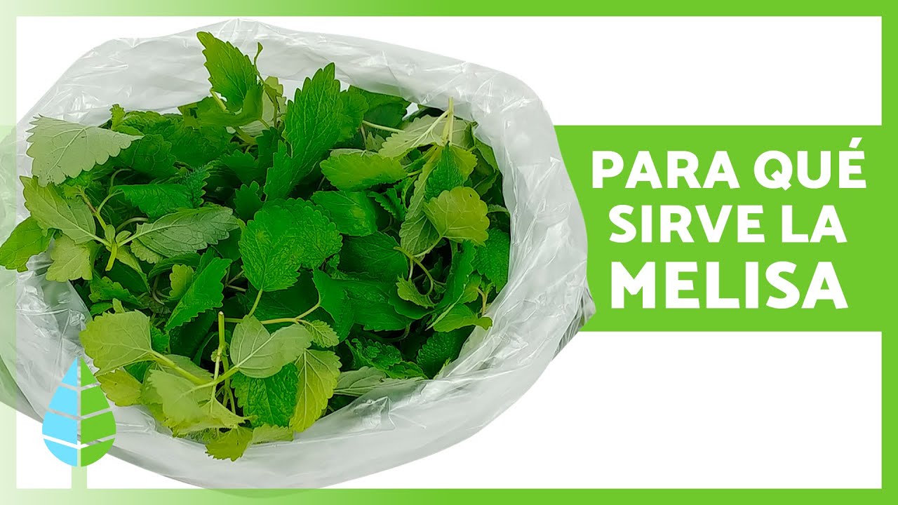 te de melisa para que sirve