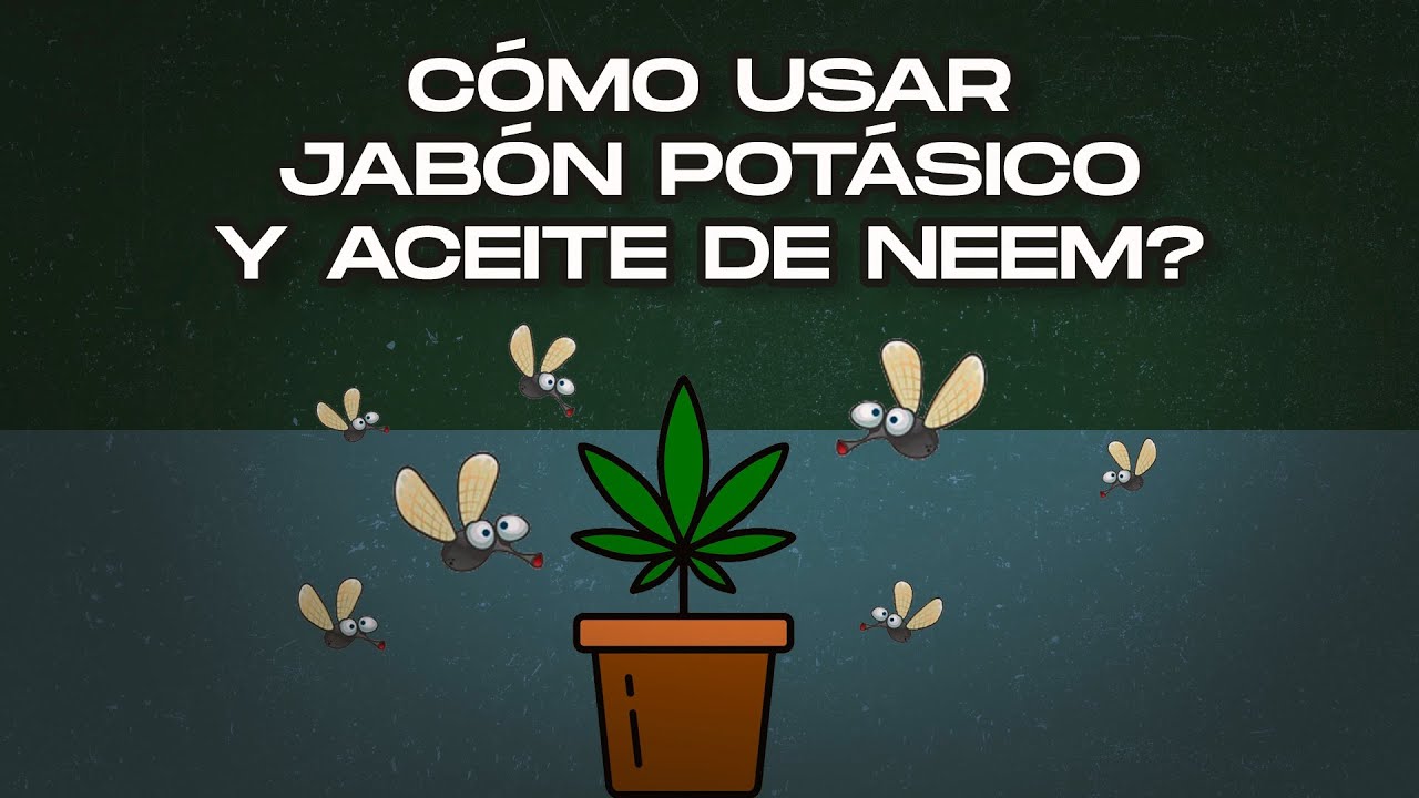 aceite de neem y jabón potásico en floración