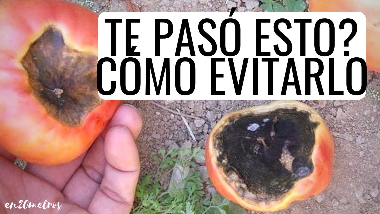 como aportar calcio a los tomates