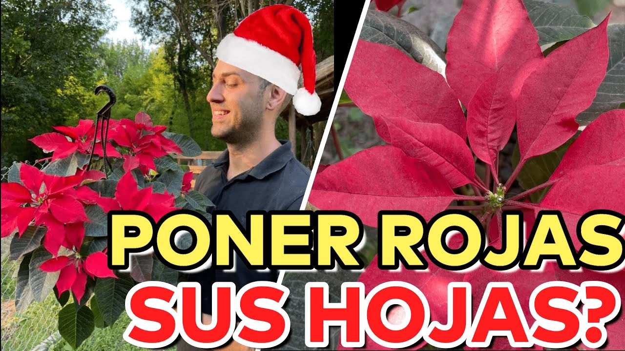 como cuidar la flor de pascua en verano