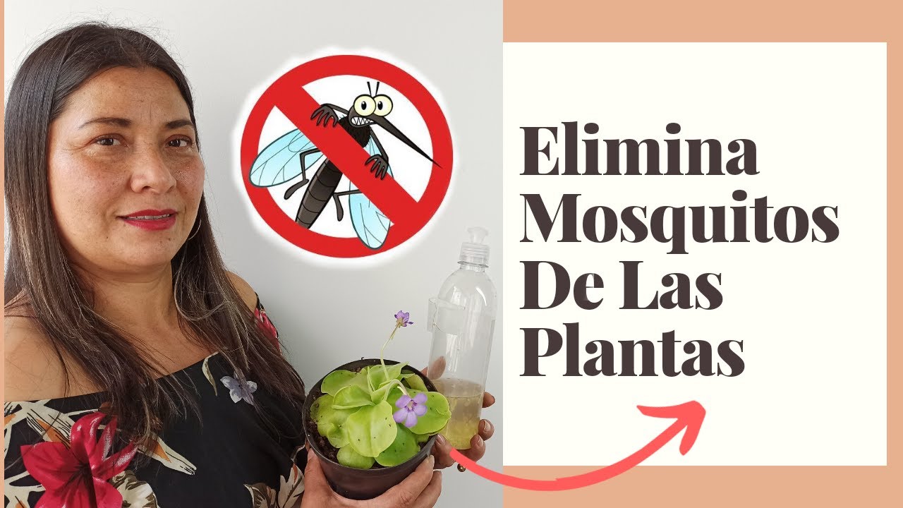 como quitar mosquitos de las plantas