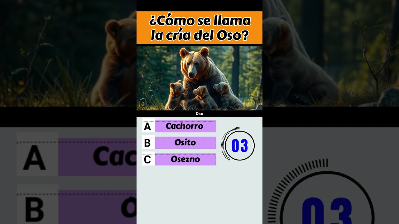 como se llama la cria del oso