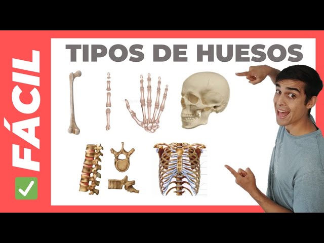 cual es hueso mas pequeño del cuerpo humano