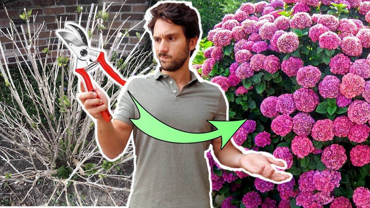 cuando podar las hortensias en galicia