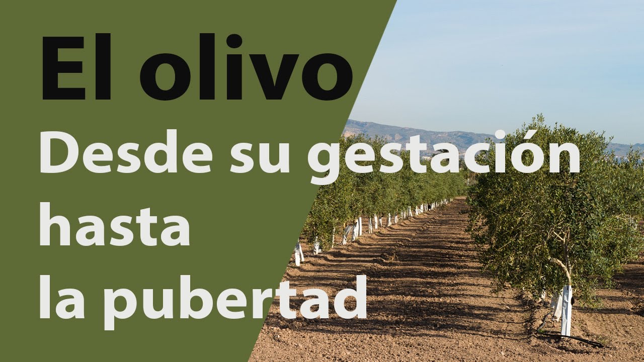 cuanto tarda un olivo en crecer