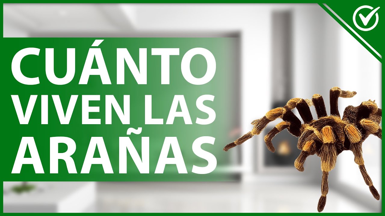 cuanto vive una araña de casa