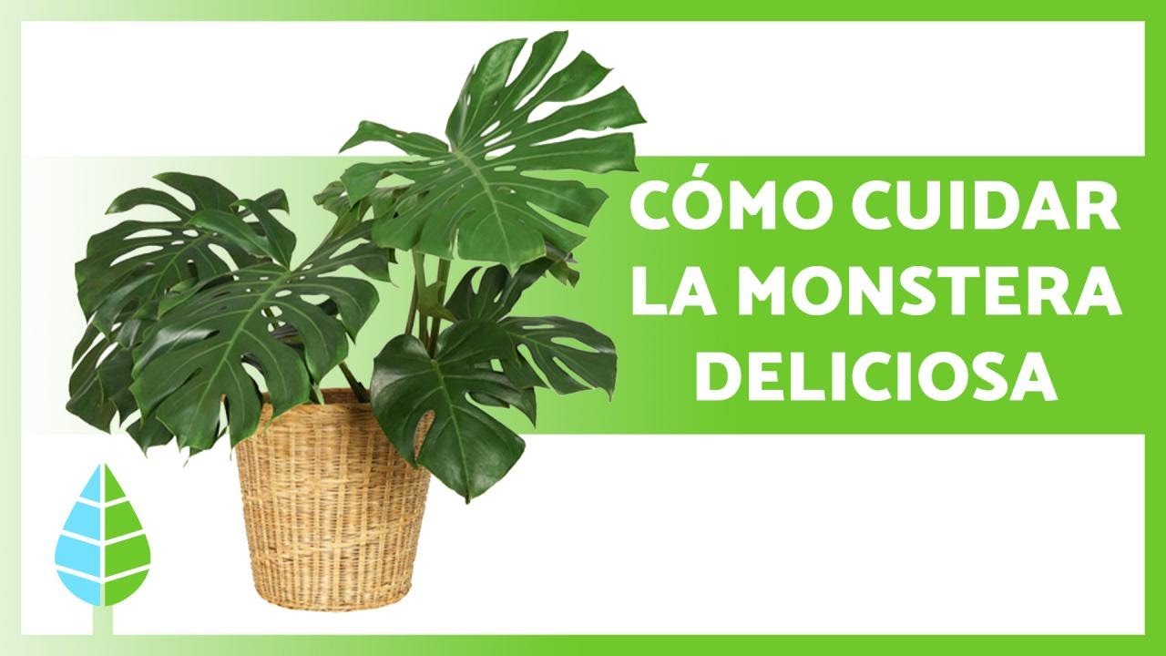 cuidados de la costilla de adán