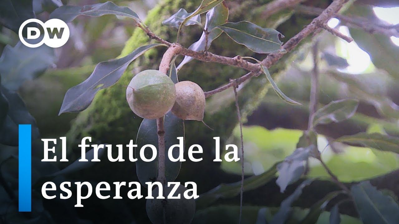 de donde son las nueces de macadamia