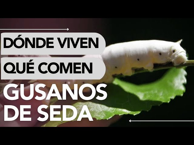 donde viven los gusanos de seda