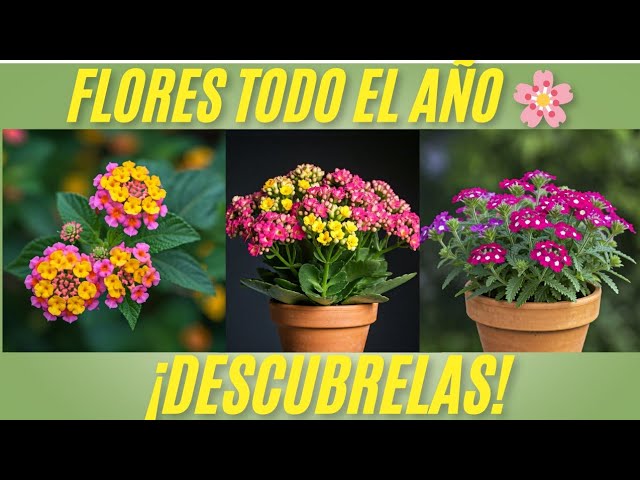 flores de todo el año para exterior