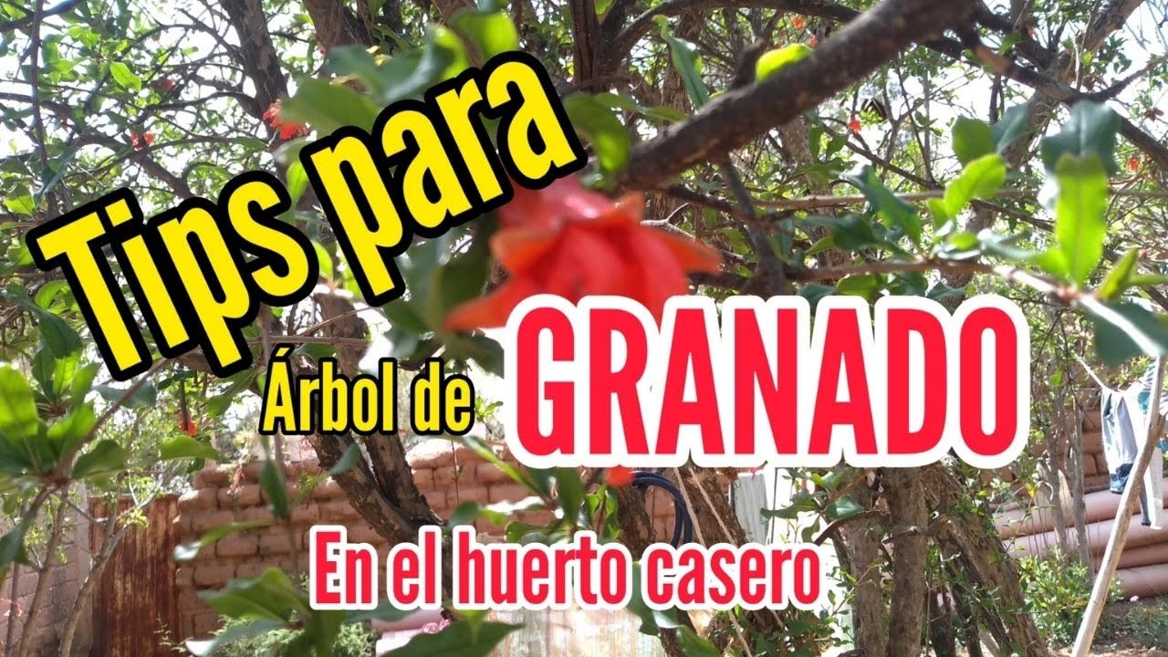 las raíces del granado pueden levantar el suelo