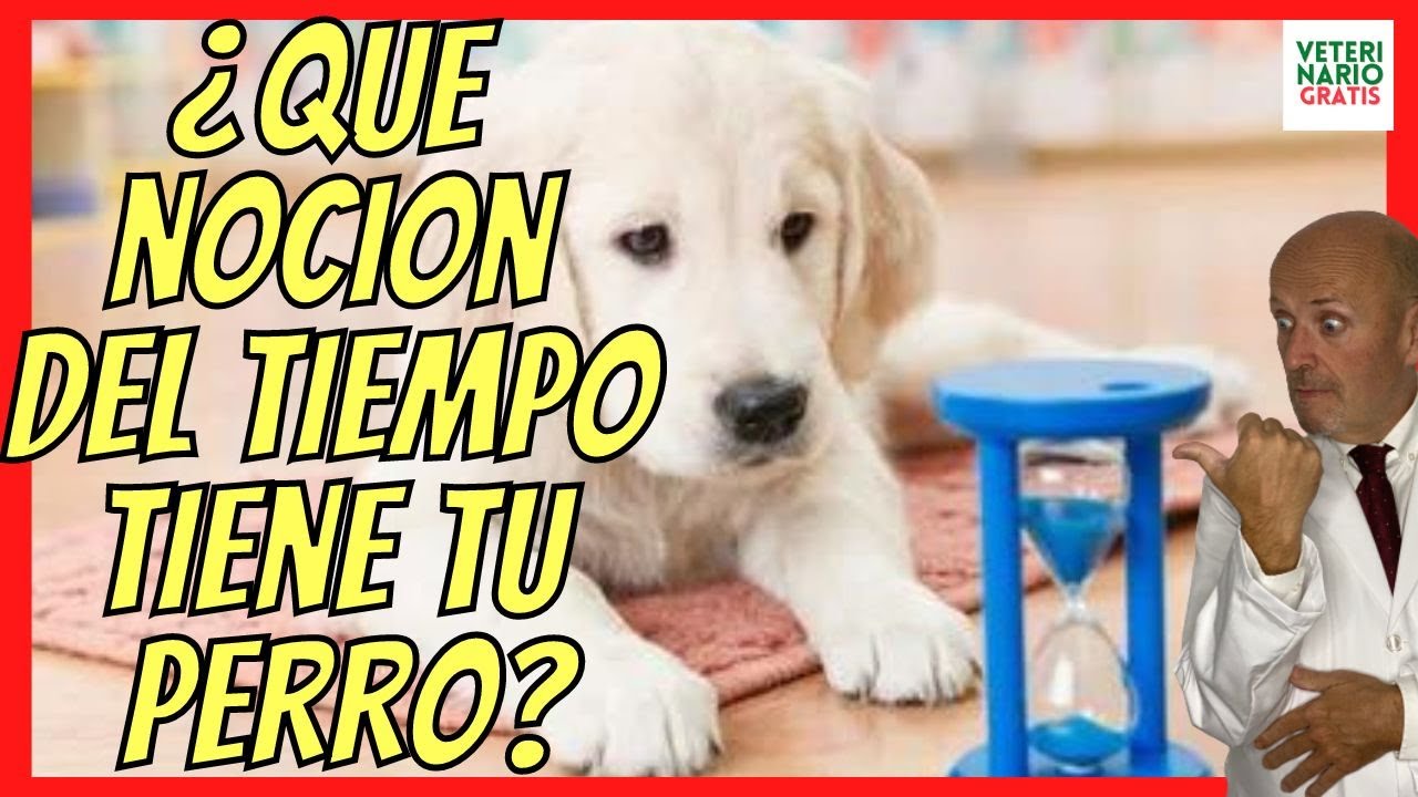 los perros tienen nocion del tiempo
