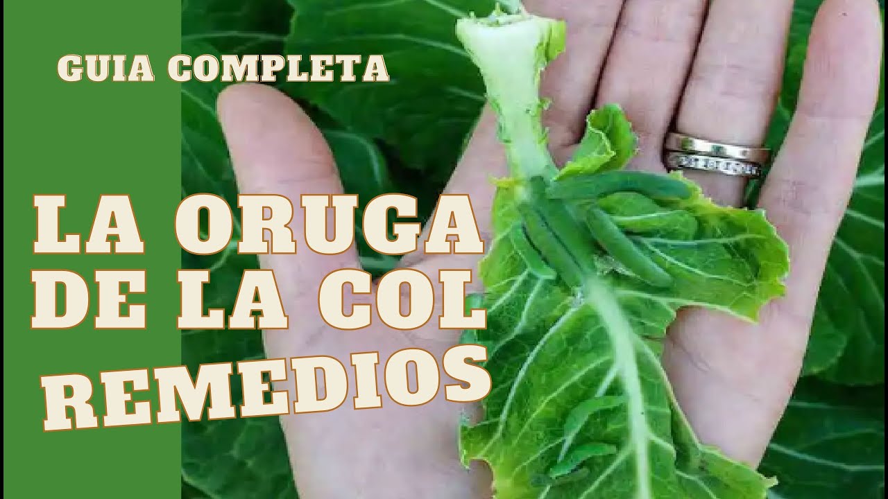 oruga de la col es venenosa