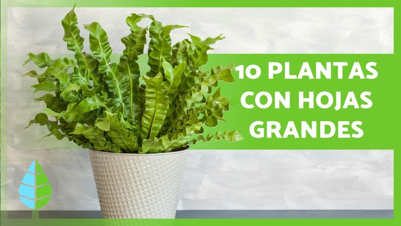 plantas de hojas verdes de exterior