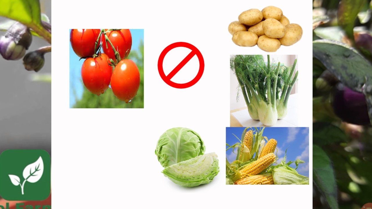 plantas que no se pueden sembrar juntas