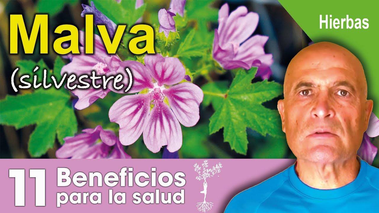 propiedades de la flor de malva