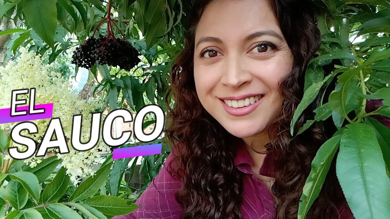 propiedades de la flor de sauco