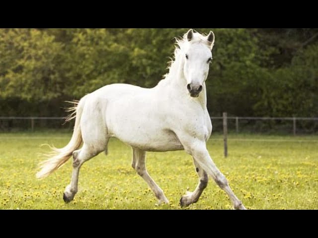 q significa soñar con un caballo blanco