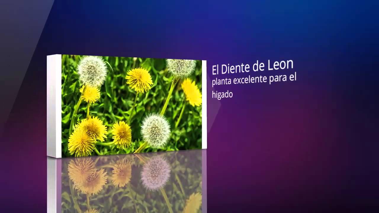 que es mejor para el hígado boldo o cardo mariano