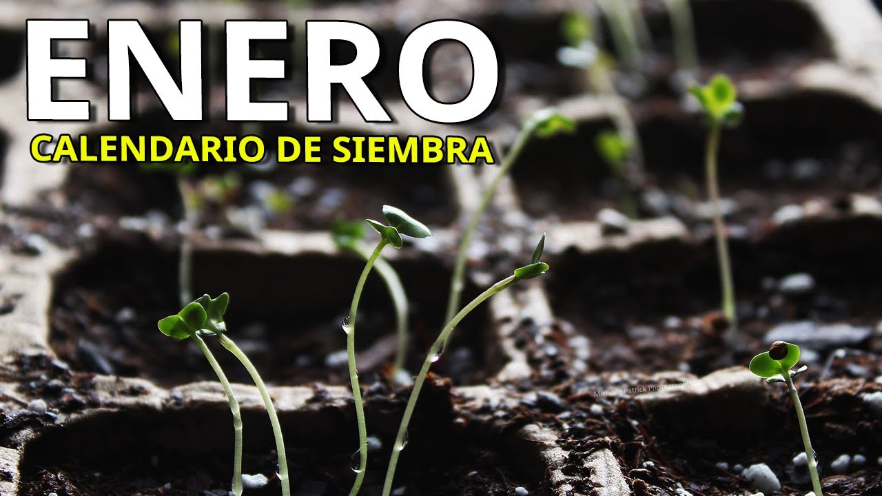 que plantar en enero en galicia