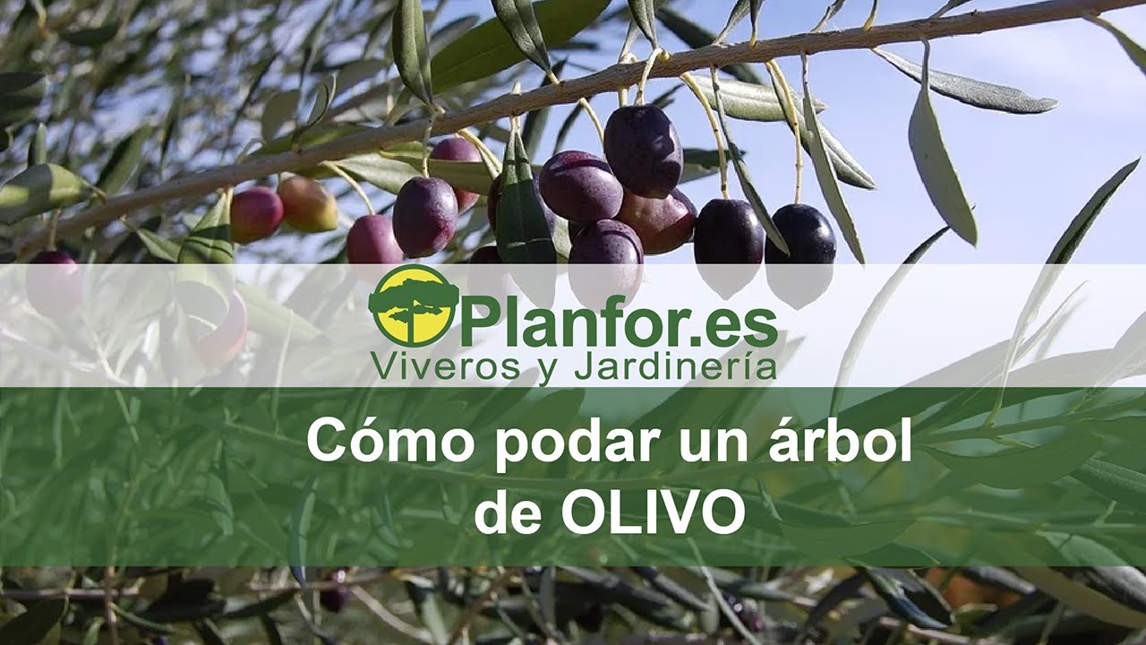 que ramas cortar de un olivo