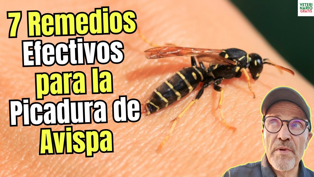 remedio casero para las picaduras de avispa