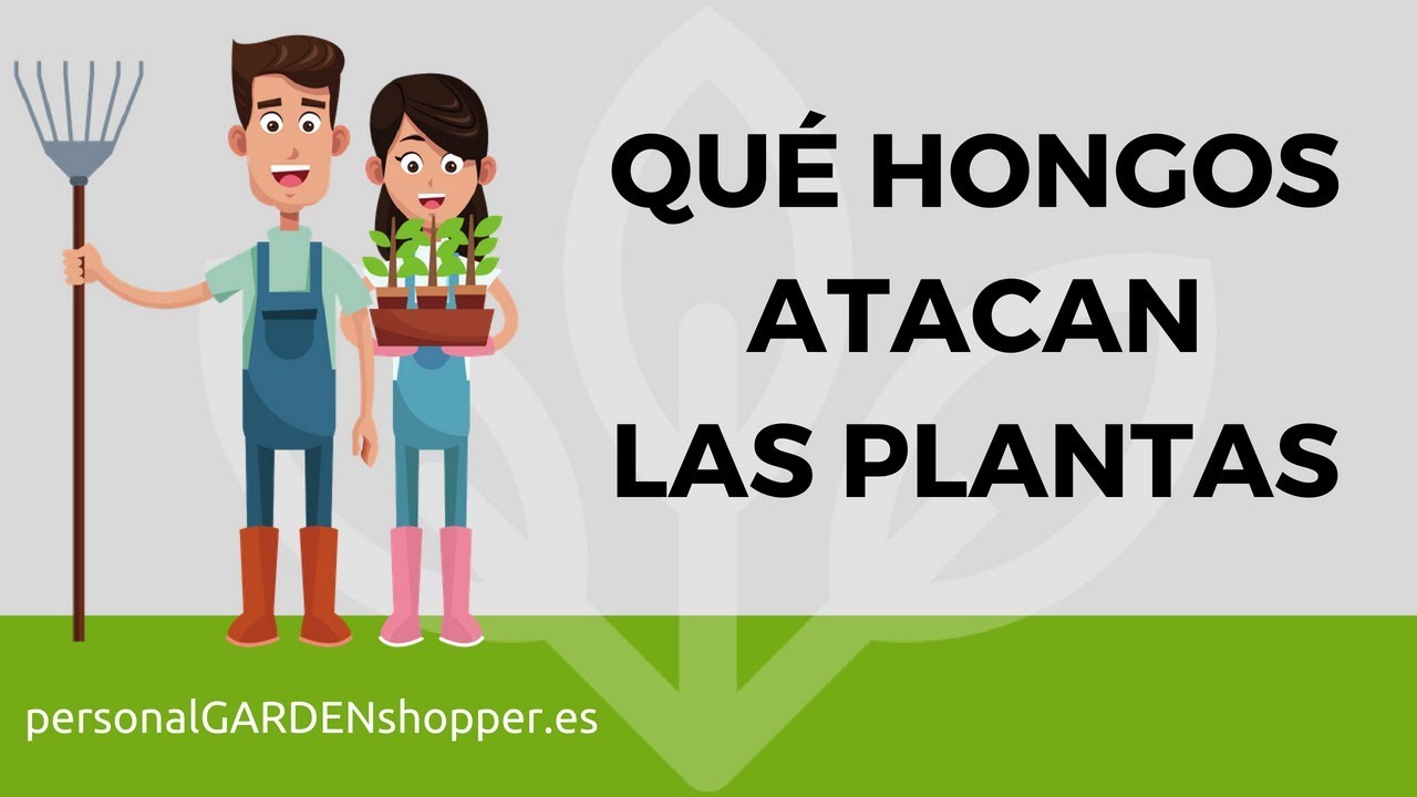 tipo de hongos en las plantas