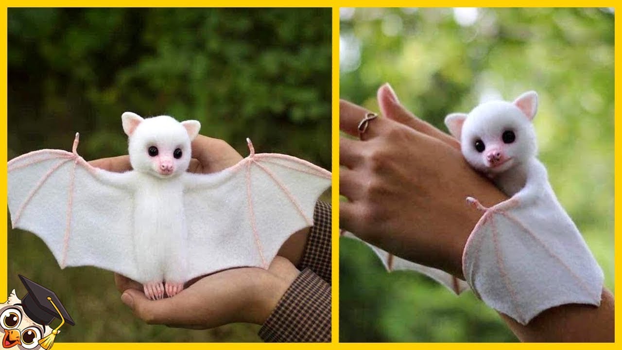 20 animales más bonitos del mundo