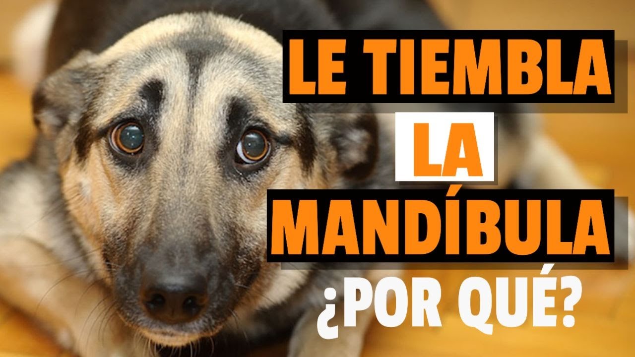 a mi perro le tiembla la boca
