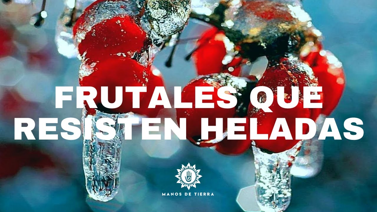 árboles resistentes al frío y calor