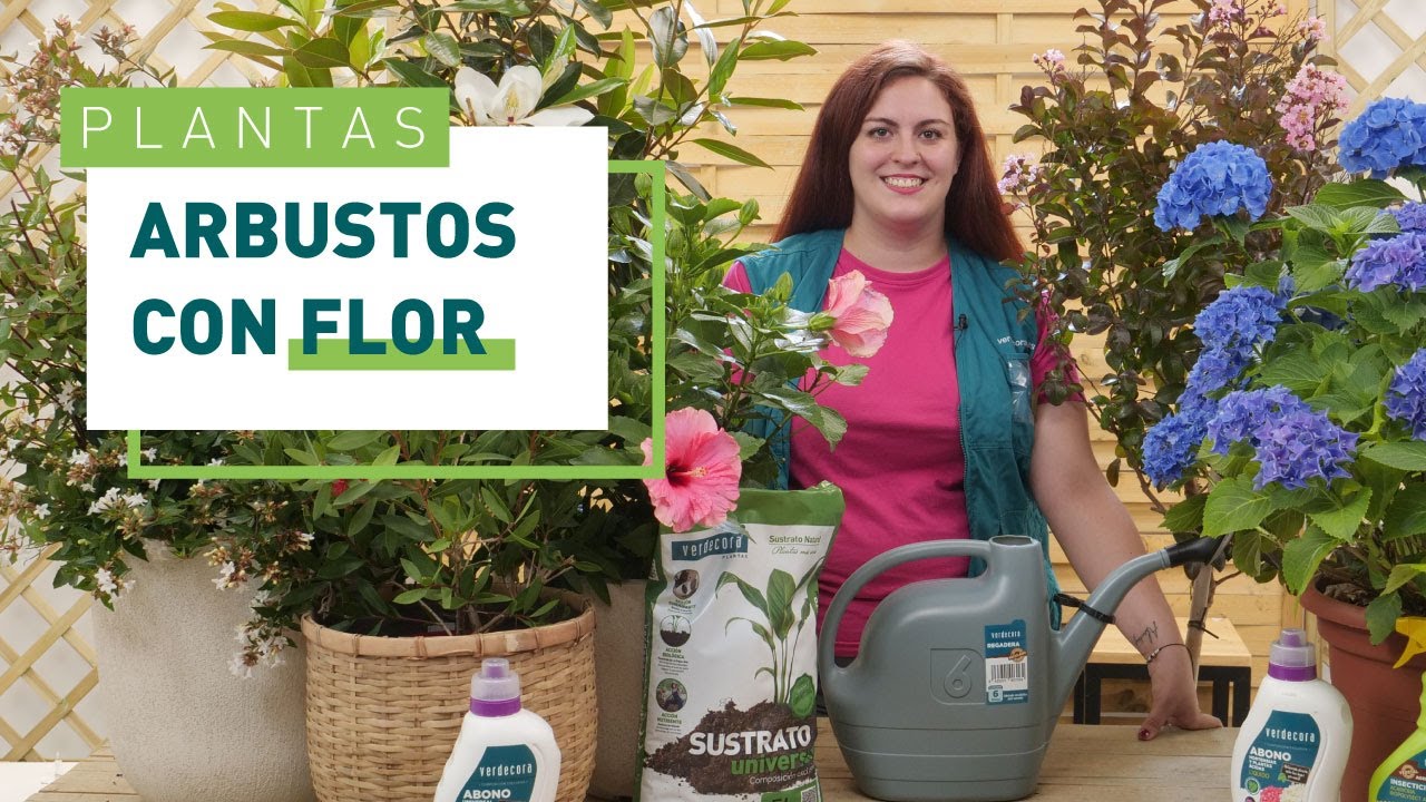 arbustos con flor todo el año