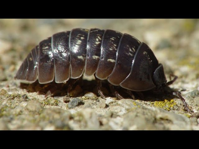 cochinillas de la humedad dentro de casa
