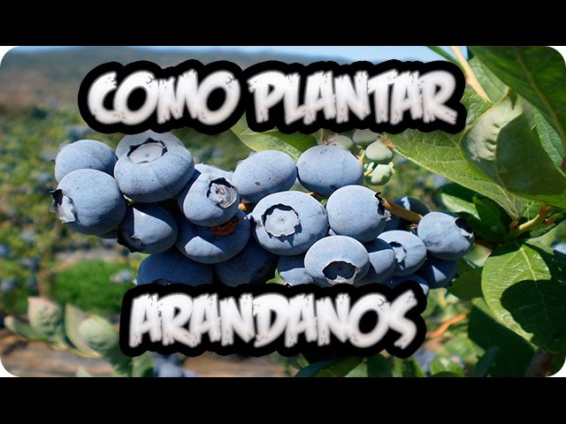 como es la planta del arandano