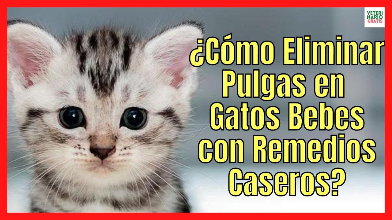 como quitar pulgas a un gato de 1 mes