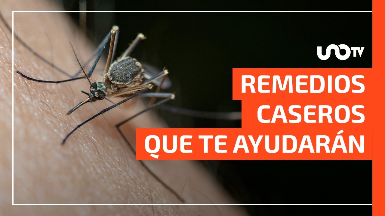 como quitar una picadura de mosquito