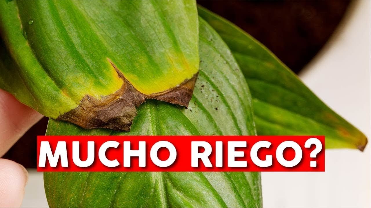 como saber si una planta tiene exceso de agua