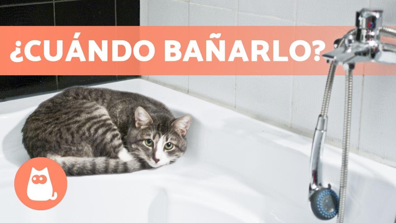 cuando se baña a un gato