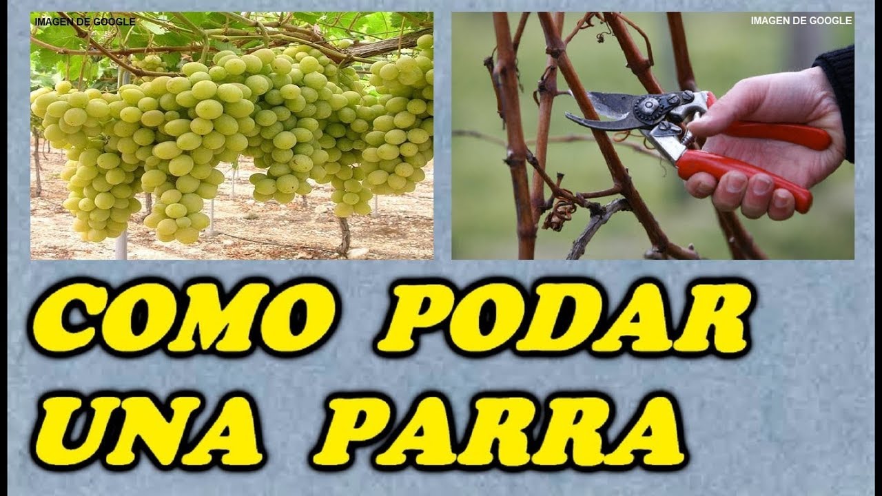 cuando se poda una parra de uva