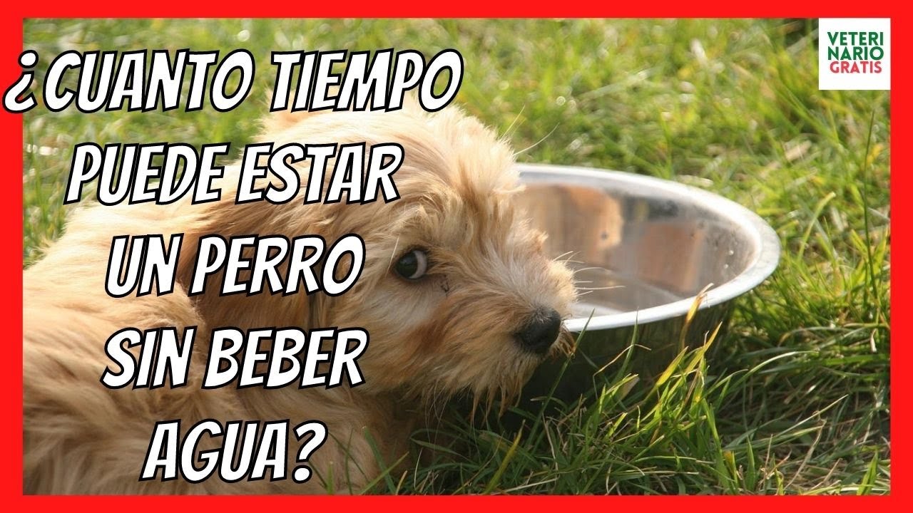 cuanto tiempo puede estar un perro sin beber agua