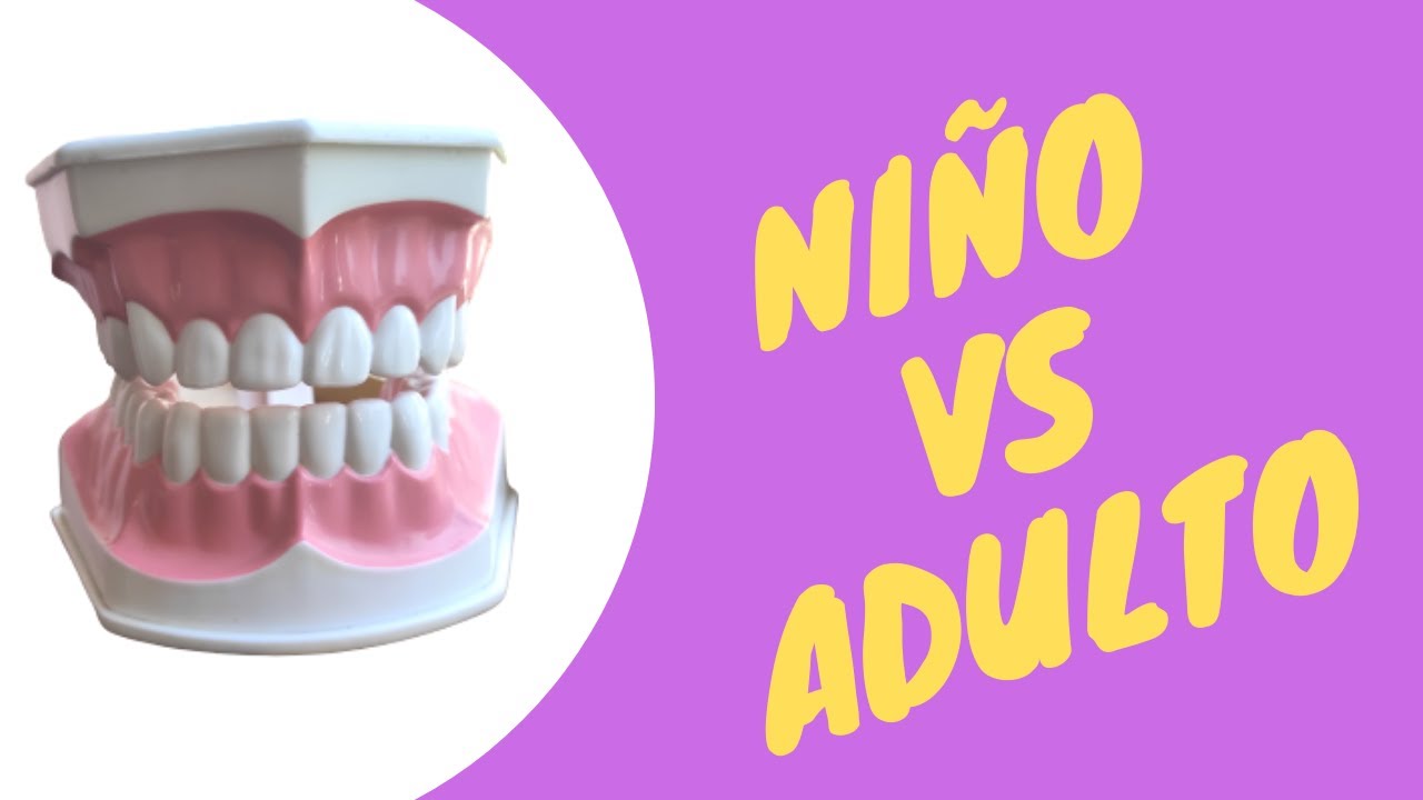 cuántos dientes tiene el cuerpo humano