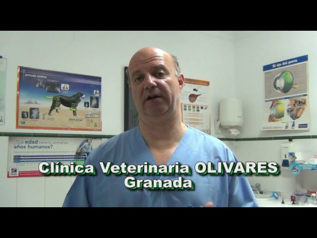 debo bañar a mi perro después de la playa