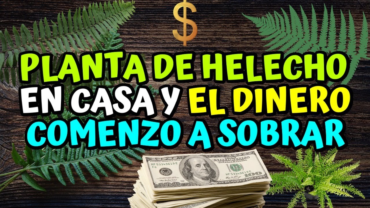 donde colocar un helecho en casa