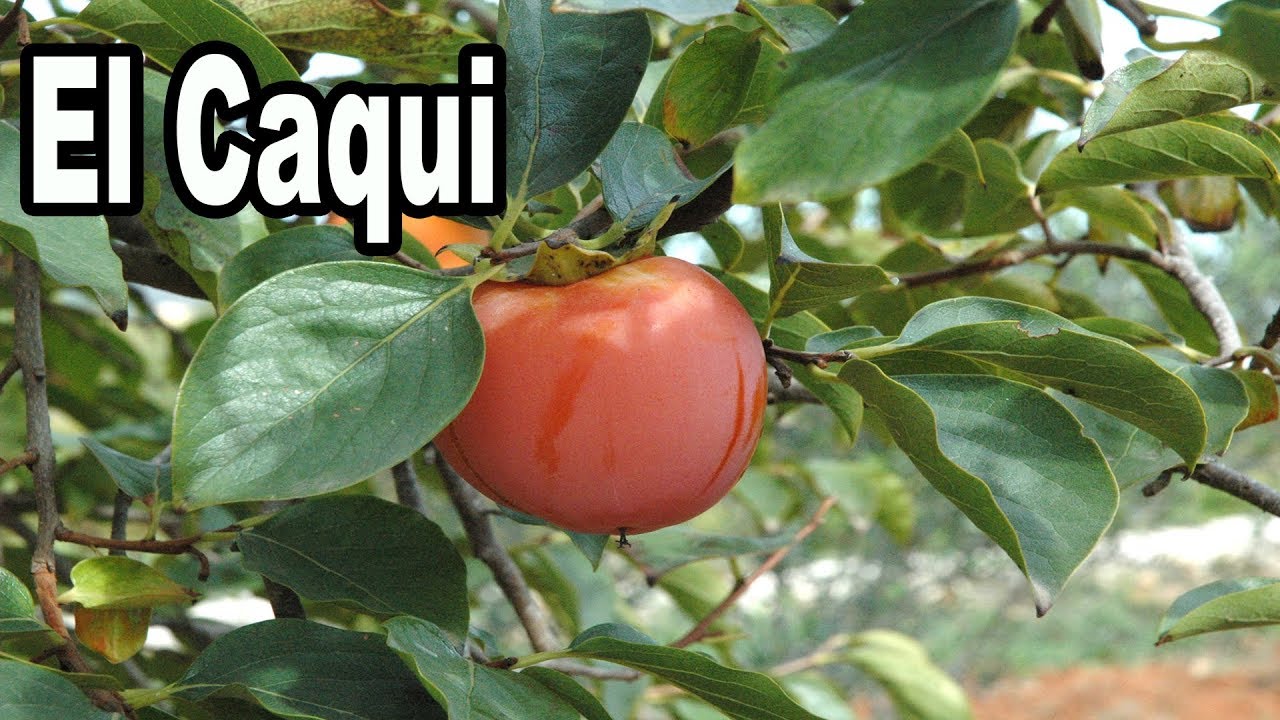donde se cultiva el caqui en españa